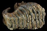 Partial Woolly Mammoth Molar - North Sea #123672-1